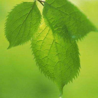 好运彩下载手机版